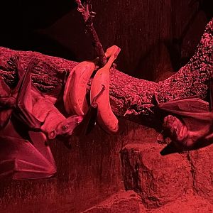 Straw-coloured Fruit Bat, (Eidolon helvum)