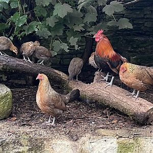 Red Junglefowl, (Gallus gallus)