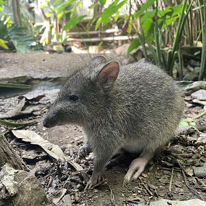 Long-nosed Potoroo, (Potorous tridactylus)