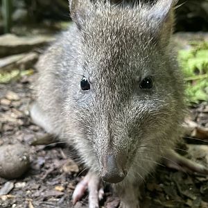 Long-nosed Potoroo, (Potorous tridactylus)