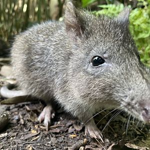 Long-nosed Potoroo, (Potorous tridactylus)