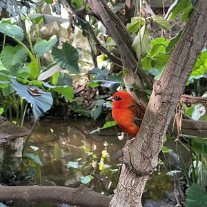 Red Fody, (Foudia madagascariensis)