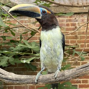 Green Aracari (Pteroglossus viridis)