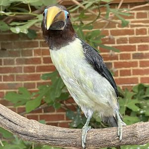 Green Aracari (Pteroglossus viridis)