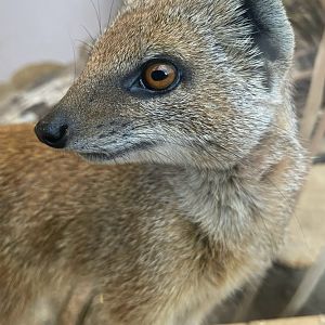 Yellow Mongoose, (Cynictis penicillata)