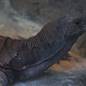 Suraloka Interactive Zoo - Southeast Asian water monitor (Varanus salvator macromaculatus)