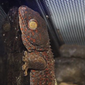 Suraloka Interactive Zoo - Tokay gecko (Gekko gecko gecko)