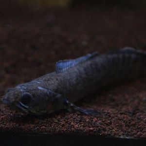 Suraloka Interactive Zoo - Redspotted snakehead (Channa andrao)