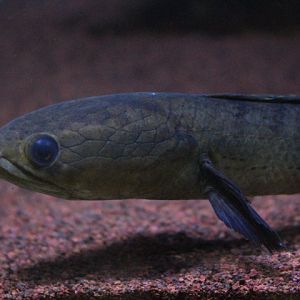 Suraloka Interactive Zoo - Dwarf snakehead (Channa limbata)