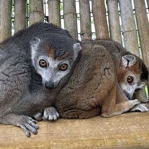 Crowned Lemurs, (Eulemur coronatus)