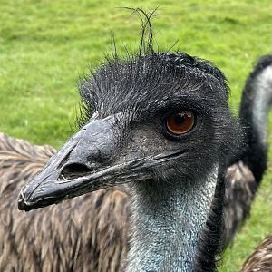 Emu, (Dromaius novaehollandiae)