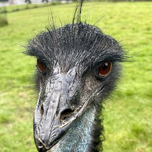Emu, (Dromaius novaehollandiae)