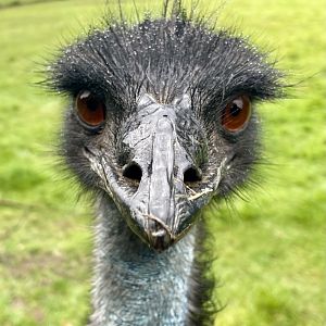 Emu, (Dromaius novaehollandiae)