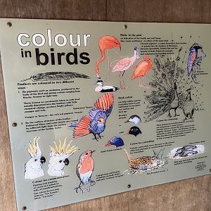 ‘Colour in Birds’ Signage