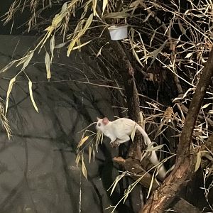 Albino Lesser Bushbaby?