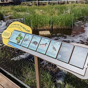 Harbor Wetlands