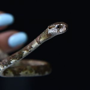 Blunthead slug snake (Aplopeltura boa)
