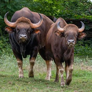Indian gaur (Bos gaurus gaurus)