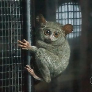 Spectral Tarsier (Tarsius tarsier)