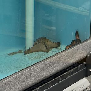 Chocolate Chip Sea Stars