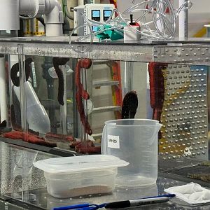 Pink & Black Sea Cucumbers / Sand Sifting Sea Stars