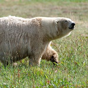 Polar bear, Jimmy's Farm and Wildlife Park, UK