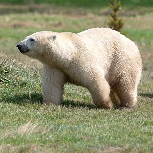 Polar bears, Jimmy's Farm and Wildlife Park, UK
