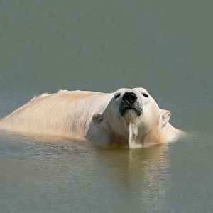 Polar bear, Jimmy's Farm and Wildlife Park, UK