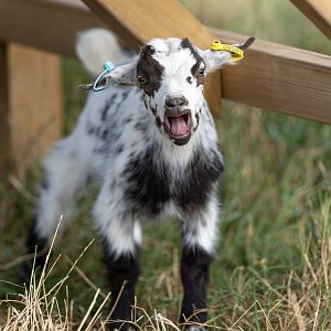 Young pygmy goat, Jimmy's Farm and Wildlife Park, UK