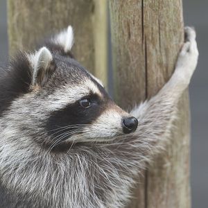 North American Racoon, Jimmy's Farm and Wildlife Park, UK