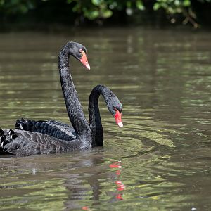 Black swans, Jimmy's Farm and Wildlife Park, UK