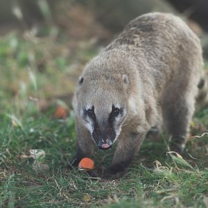 Ring tailed coati, Jimmy's Farm and Wildlife Park, UK
