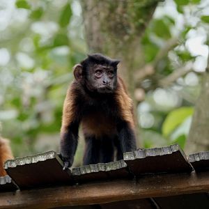 Tufted Capuchin (Sapajus apella)