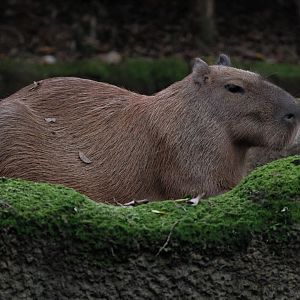 Capybara (Hydrochoerus hydrochaeris)