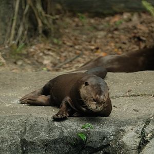 Giant Otter (Pteronura brasiliensis)