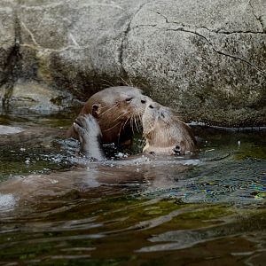 Giant Otters (Pteronura brasiliensis)
