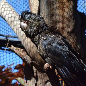 Forest red-tailed black cockatoo (Calyptorhynchus banksii naso)
