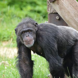 Chimpanzee Amanda