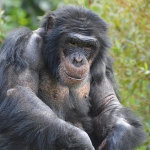 Chimpanzee Knaus