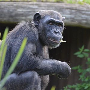 Chimpanzee Nikoline