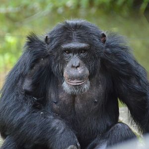 Chimpanzee Svabba