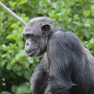 Chimpanzee Franka
