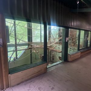 Monkey Heights - Cherry-crowned mangabey exhibit 130624