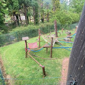 Monkey Heights - Cherry-crowned mangabey exhibit 130624