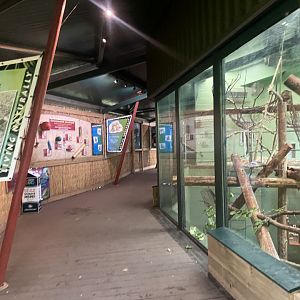 Monkey Heights - King colobus exhibit 130624