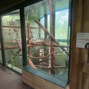 Monkey Heights - King colobus exhibit 130624