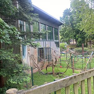 Monkey Heights - Cherry-crowned mangabey and King colobus exhibits 130624
