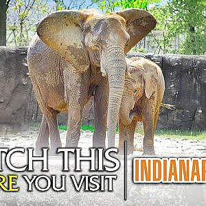 The Beginner's Guide to the Indianapolis Zoo
