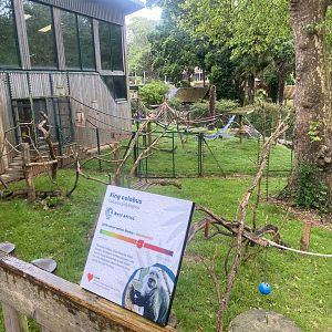 Monkey Heights - King colobus exhibit 130624