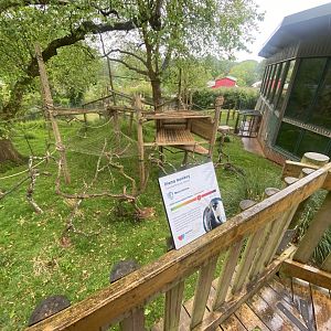 Monkey Heights - Diana monkey exhibit 130624